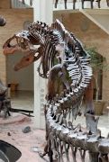 Fernbank Museum of Natural History